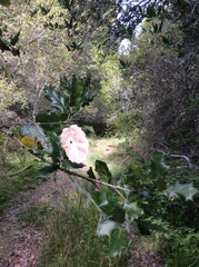 Quercus × ganderi