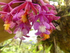 Epidendrum porphyreum