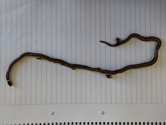 Phalotris lemniscatus