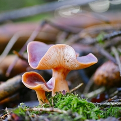 Rhodocollybia prolixa distorta
