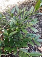 Prunus laurocerasus