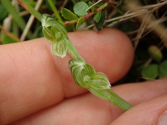 Pterostylis tanypoda