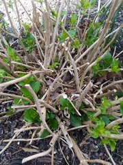 Hydrangea macrophylla