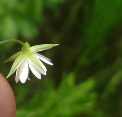 Stellaria graminea