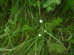 Stellaria graminea