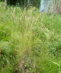 Festuca valesiaca