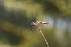 Orthemis nodiplaga