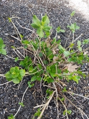 Hydrangea macrophylla