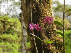 Epidendrum porphyreum