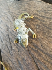 Chamaeleonidae