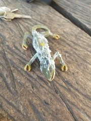 Chamaeleonidae