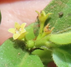 Bullockia setiflora