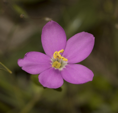 Centaurium cachanlahuen