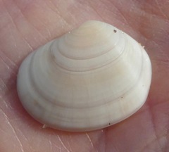 Semele