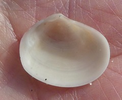 Semele