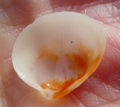 Laevicardium substriatum