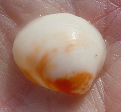 Laevicardium substriatum