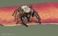 Pellenes bulawayoensis