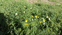 Anthemis bornmuelleri