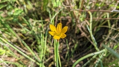 Zephyranthes pulchella