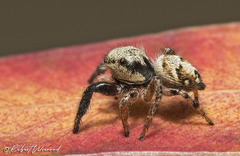 Pellenes bulawayoensis