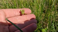 Zephyranthes pulchella