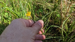 Zephyranthes pulchella