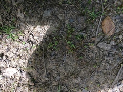 Alchemilla occidentalis
