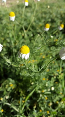 Anthemis bornmuelleri