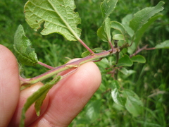Prunus spinosa dasyphylla