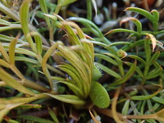 Aciphylla aurea × Anisotome aromatica