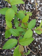 Spiraea tomentosa