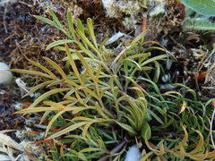 Aciphylla aurea × Anisotome aromatica
