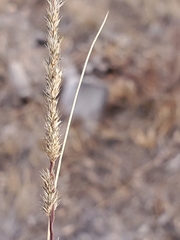 Muhlenbergia wrightii