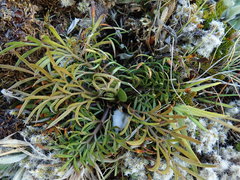 Aciphylla aurea × Anisotome aromatica