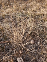 Muhlenbergia wrightii