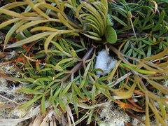 Aciphylla aurea × Anisotome aromatica