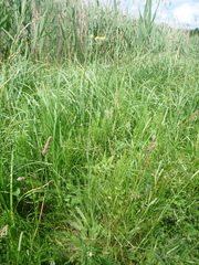 Pilosella floribunda