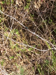 Ischnura cervula