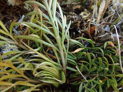Aciphylla aurea × Anisotome aromatica