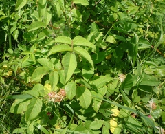 Rosa caryophyllacea