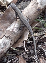 Trachylepis comorensis