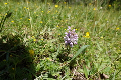 Prunella × intermedia