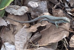 Trachylepis comorensis