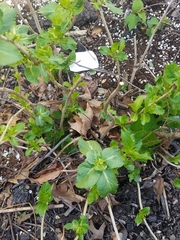 Hydrangea macrophylla