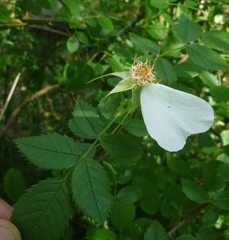 Rosa canina