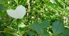 Rosa canina