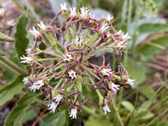 Oxypetalum crispum