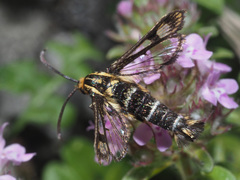 Chamaesphecia empiformis