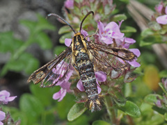 Chamaesphecia empiformis